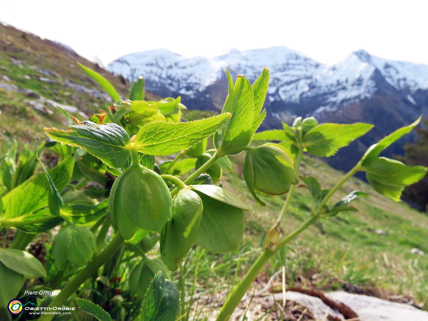 16 Helleborus viridis (Elleboro verde) con vista in Cimetto-Foppazzi-Grem).JPG